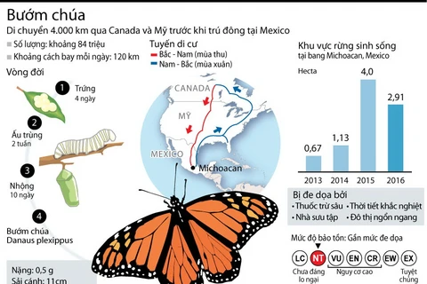 [Infographics] Những điều chưa biết về loài bướm chúa Bắc Mỹ