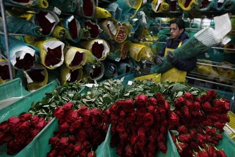 Đóng gói hoa hồng xuất khẩu. (Nguồn: Reuters)