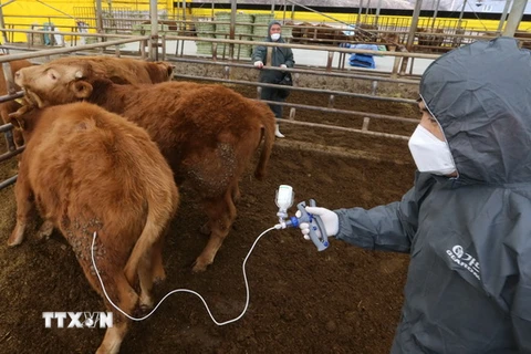 Tiêm vắcxin cho bò để ngăn chặn sự lây lan của dịch lở mồm long móng tại Goesan, tỉnh Bắc Chungcheong, Hàn Quốc. (Nguồn: EPA/TTXVN)