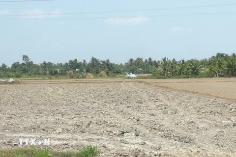 Nhiều cánh đồng ở huyện Vũng Liêm bị khô hạn. (Ảnh: Kim Phượng/TTXVN)