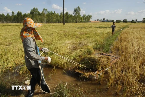 Thu hoạch lúa tại một cánh đồng ở làng Kob Sro, ngoại ô Phnom Penh. (Nguồn: AP/TTXVN)
