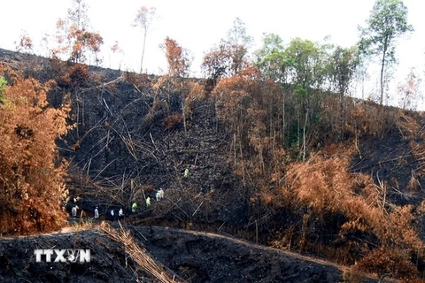 Đại diện các cơ quan chức năng kiểm tra hiện trường vụ phá rừng phòng hộ Gia Nghĩa. (Ảnh: Hưng Thịnh/TTXVN)