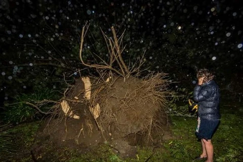 Một cây to bị bật rễ sau siêu bão Cook. (Nguồn: abc.net.au)