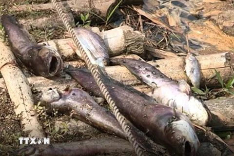 Cá chết bất thường trên sông Âm. (Ảnh: Trịnh Duy Hưng/TTXVN)