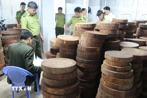Lực lượng chức năng kiểm đếm số gỗ nghiến được sơ chế dạng thớt tại cơ sở chế biến gỗ và kinh doanh nội thất của ông Vũ Mạnh Hoạch. (Ảnh: Lê Lâm/TTXVN)