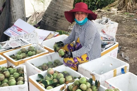 Vú sữa mới thu hoạch được đóng gói, chuẩn bị chuyển vào Thành phố Hồ Chí Minh tiêu thụ. (Ảnh: Hồng Giang/TTXVN)