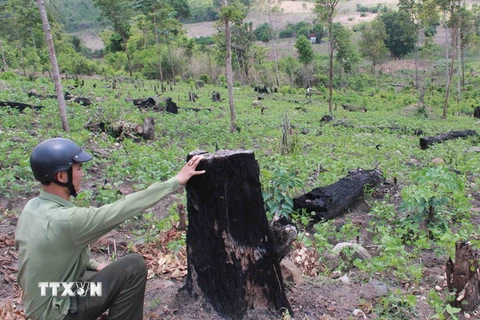 Nhiều cánh rừng tại Công ty trách nhiệm hữu hạn một thành viên Lâm nghiệp Ea Wy, huyện Ea H’leo đã bị đốt, phá để trồng đậu. (Ảnh: Phạm Cường/TTXVN)