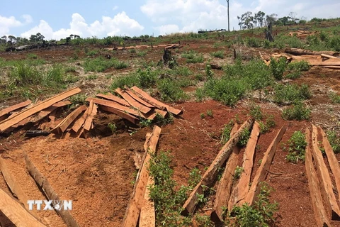 Rừng bị phá trên quy mô lớn, trong thời gian dài tại xã Quảng Sơn. (Ảnh: Hưng Thịnh/TTXVN)