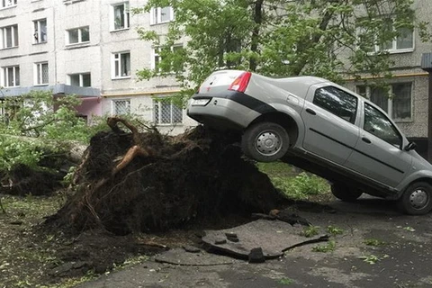 Một cây lớn bị bật gốc sau khi bão tràn qua thủ đô Moskva. (Nguồn: Reuters)