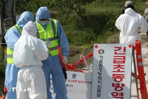 Nhân viên y tế kiểm dịch tại một trang trại sau khi có thông báo về trường hợp nghi nhiễm cúm gia cầm tại Gunsan. (Nguồn: EPA/TTXVN)