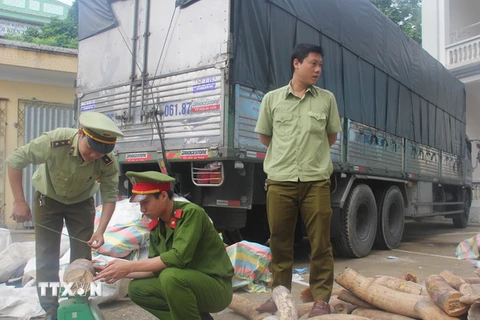 Lực lượng chức năng kiểm đếm số hàng hóa nghi là ngà voi bị bắt giữ. (Ảnh: Trịnh Duy Hưng/TTXVN)