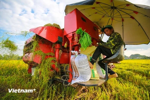 Nông dân Đồng bằng sông Cửu Long thu hoạch lúa. (Ảnh: Lê Minh Sơn/Vietnam+)