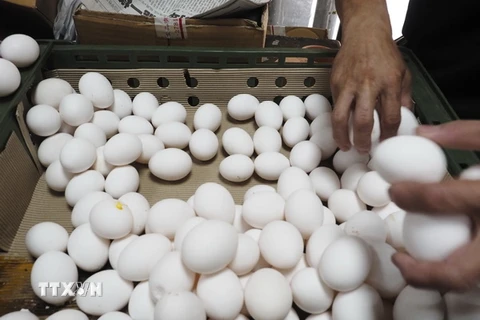 Trứng được bày bán tại một chợ ở Đài Bắc, Đài Loan, Trung Quốc. (Nguồn: EPA/TTXVN)