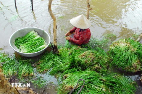 Hiện nay, trên những cánh đồng thuộc địa bàn huyện Mộc Hóa, tỉnh Long An người dân đang bước vào mùa thu hoạch hẹ nước. (Ảnh: Mạnh Linh/TTXVN) 