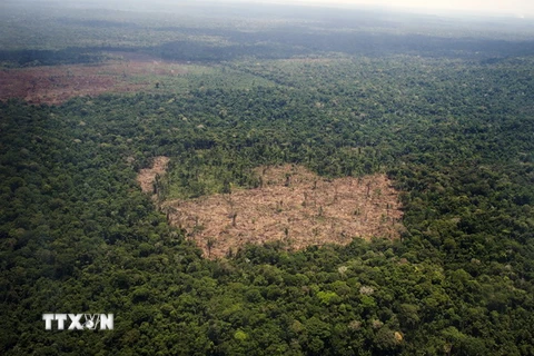 Rừng Amazon thuộc bang Para, Brazil. (Nguồn: AFP/TTXVN)