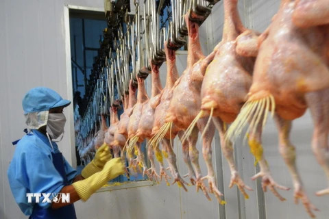 Công nhân Công ty Koyu & Unitek làm sạch gà trước khi chế biến. (Ảnh: Công Phong/TTXVN)