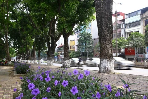 Hàng cây xà cừ trên đường Kim Mã. (Ảnh: Minh Quyết/TTXVN)
