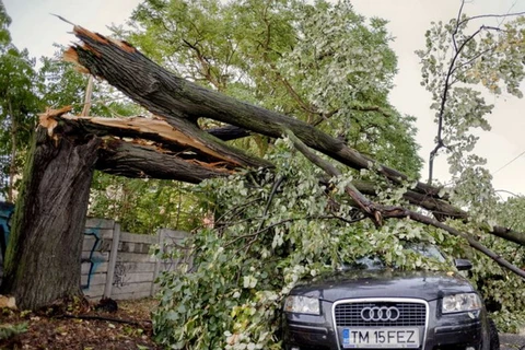 Bão đã quật đổ nhiều cây to tại thành phố Timisoara, miền Tây Romania. (Nguồn: AP)