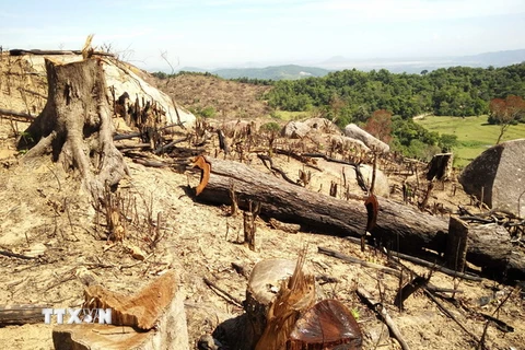 Những cây rừng có đường kính lớn bị lâm tặc chặt hạ. (Ảnh: Nguyên Linh/TTXVN)