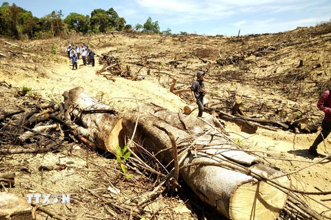 Hiện trường vụ 61ha rừng tự nhiên ở An Lão bị lâm tặc triệt phá. (Ảnh: Nguyên Linh/TTXVN)