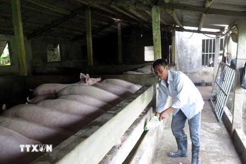 Một hộ chăn nuôi lợn tại huyện Mỹ Lộc, tỉnh Nam Định. (Ảnh: Văn Đạt/TTXVN)