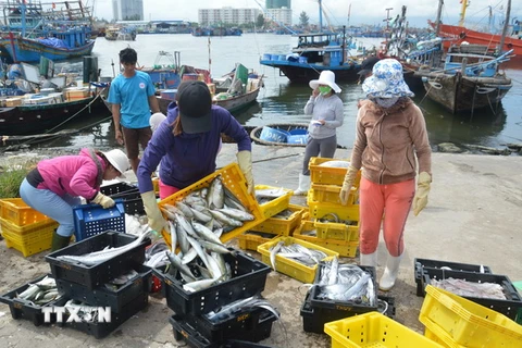 Ngư dân vận chuyển hải sản lên cảng Thọ Quang (Đà Nẵng) đi tiêu thụ. (Ảnh: Đinh Văn Nhiều/TTXVN)