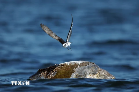 Xác rùa ngoài khơi bờ biển Los Cobanos, El Sanvador. (Nguồn: AFP/TTXVN) 