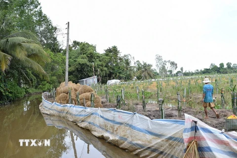 Người dân trồng thanh long ở huyện Lấp Vò, Đồng Tháp, tự làm đê bao bảo vệ sản xuất vườn cây ăn trái trong mùa mưa lũ. (Ảnh: Chương Đài/TTXVN)