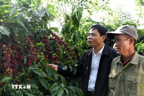 Bộ trưởng Bộ Nông nghiệp và Phát triển Nông thôn Nguyễn Xuân Cường thăm vườn càphê của hộ nông dân Nguyễn Đăng Tỉnh, thị trấn Nam Ban, huyện Lâm Hà. (Ảnh: Vũ Sinh/TTXVN)