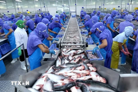  Chế biến cá tra xuất khẩu tại Công ty Cổ phần Vĩnh Hoàn (Đồng Tháp). (Ảnh: Vũ Sinh/TTXVN)