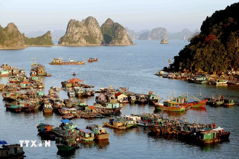 Tàu thuyền của ngư dân neo đậu tại cảng Cái Rồng, Quảng Ninh. (Ảnh: Quang Quyết/TTXVN)