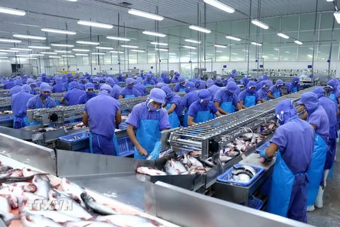 Chế biến cá tra xuất khẩu tại Công ty Cổ phần Vĩnh Hoàn (Đồng Tháp). (Ảnh: Vũ Sinh/TTXVN)