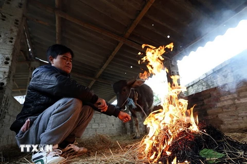 Người dân đốt lửa sưởi ấm cho gia súc. (Ảnh: Phan Tuấn Anh/TTXVN)