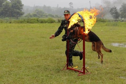 Các chiến sỹ biên phòng Thừa Thiên-Huế huấn luyện chó nghiệp vụ trên thao trường. (Ảnh: Hồ Cầu/TTXVN)