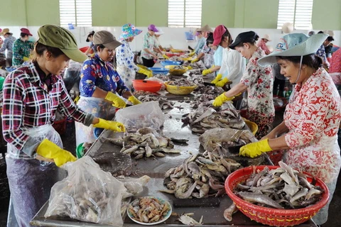 Sơ chế cá tại một doanh nghiệp sản xuất thủy hải sản xuất khẩu của thị trấn Định An, huyện Trà Cú, Trà Vinh. (Ảnh: An Hiếu/TTXVN)