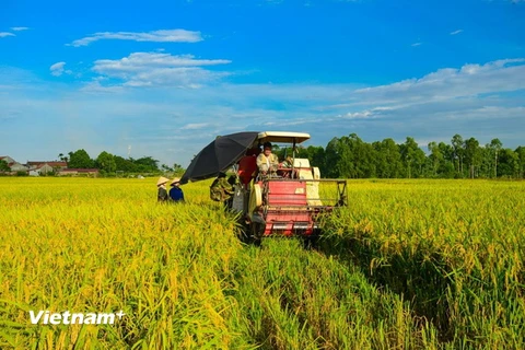 Thu hoạch lúa tại Đồng bằng sông Cửu Long. (Ảnh: Lê Minh Sơn/Vietnam+)