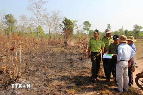 Nhiều khu rừng tại tiểu khu 43 rừng phòng hộ Dầu Tiếng bị đốt cháy. (Ảnh: Lê Đức Hoảnh/TTXVN)