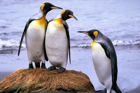 Loài chim cánh cụt chúa. (Nguồn: dailymail.co.uk)