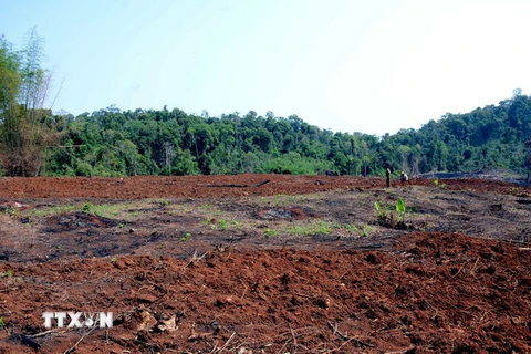 Gần 15ha rừng ở xã Quảng Sơn bị tàn phá, lấn chiếm trái pháp luật. (Ảnh: Hưng Thịnh/TTXVN)