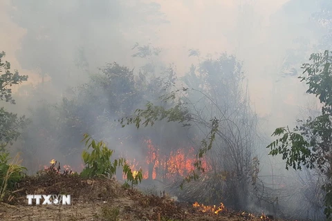 Đám cháy bùng phát mạnh tại lâm phần Ban quản lý rừng phòng hộ Ia Grai. (Ảnh: Hồng Điệp/TTXVN)
