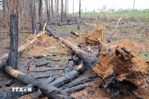 Rừng thông dọc Quốc lộ 28 thuộc bàn xã Quảng Sơn (Đắk G’Long, Đắk Nông) bị cưa hạ, đốt trụi. (Ảnh: Anh Dũng/TTXVN)