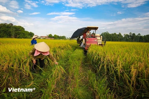 Ảnh chỉ có tính minh họa. (Ảnh: Minh Sơn/Vietnam+) 