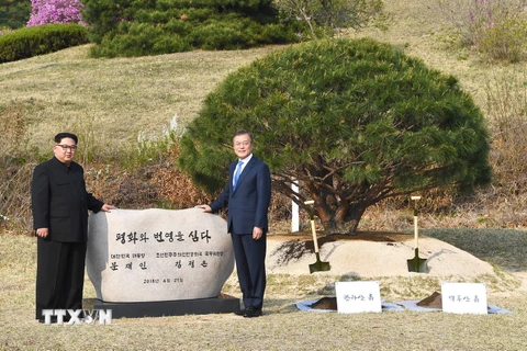 Tổng thống Hàn Quốc Moon Jae-in (phải) và nhà lãnh đạo Triều Tiên Kim Jong-un chụp ảnh lưu niệm sau khi trông cây thông hòa bình tại làng đình chiến Panmunjom. (Nguồn: Yonhap/TTXVN)
