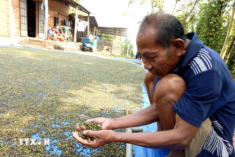 Người trồng hồ tiêu ở thủ phủ Bình Phước khốn đốn do tiêu rớt giá. (Ảnh: Dương Chí Tưởng/TTXVN)