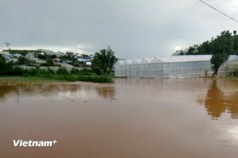 Khu vực chuyên trồng rau, củ đã bị ngập úng 10ha. (Ảnh: Đặng Tuấn/Vietnam+)