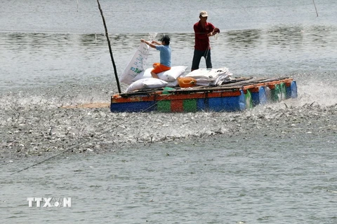 Nuôi cá tra con ở xã Tân Phú (Thanh Bình, Đồng Tháp). (Ảnh: Nguyễn Văn Trí/TTXVN)