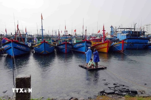 Người dân đi kiểm tra tàu thuyền về neo đậu tránh áp thấp nhiệt đới tại Âu thuyền Thọ Quang (Đà Nẵng). (Ảnh: Trần Lê Lâm/TTXVN)