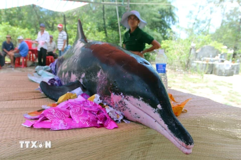 Con cá voi trôi dạt vào bờ được người dân thôn Trung Phường làm lễ mai táng. (Ảnh: TTXVN phát)