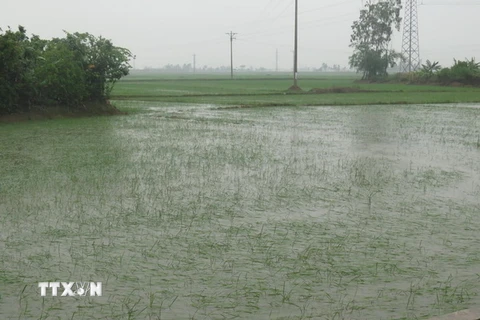 Nhiều diện tích lúa, ngô, hoa màu, thủy sản tại Nghệ An bị ngập chìm trong nước. (Ảnh: Nguyễn Văn Nhật/TTXVN)