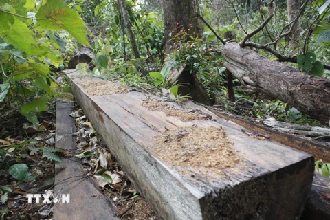 Vụ khai thác gỗ trái phép xảy ra trên địa bàn xã Chư Đang Ya. (Ảnh: Dư Toán/TTXVN)